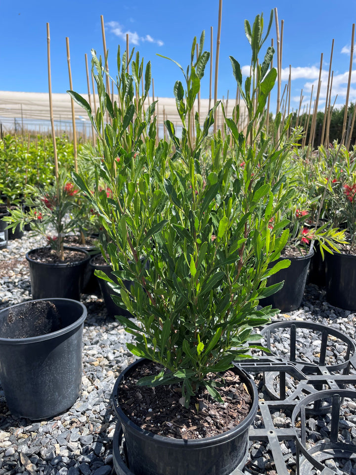 Dodonaea Viscosa &