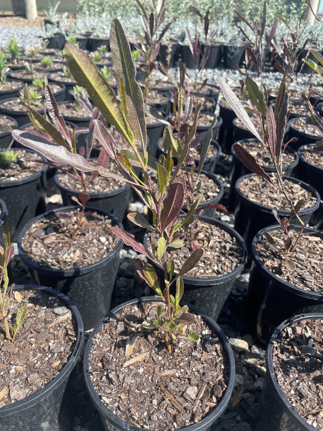 Dodonaea Viscosa 'Purpurea'