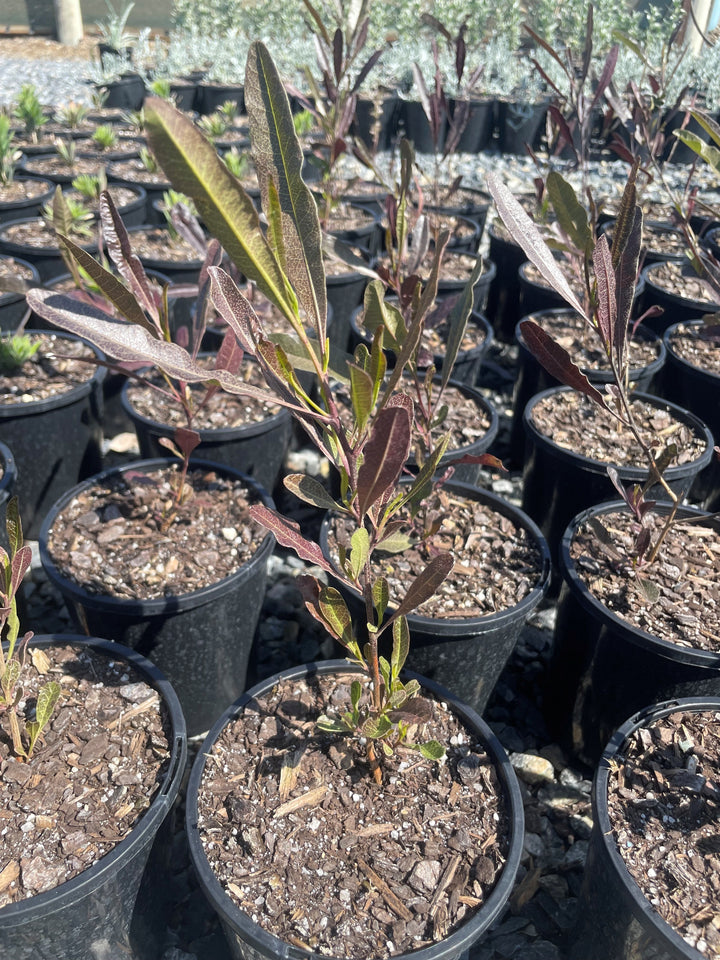 Dodonaea Viscosa 'Purpurea'