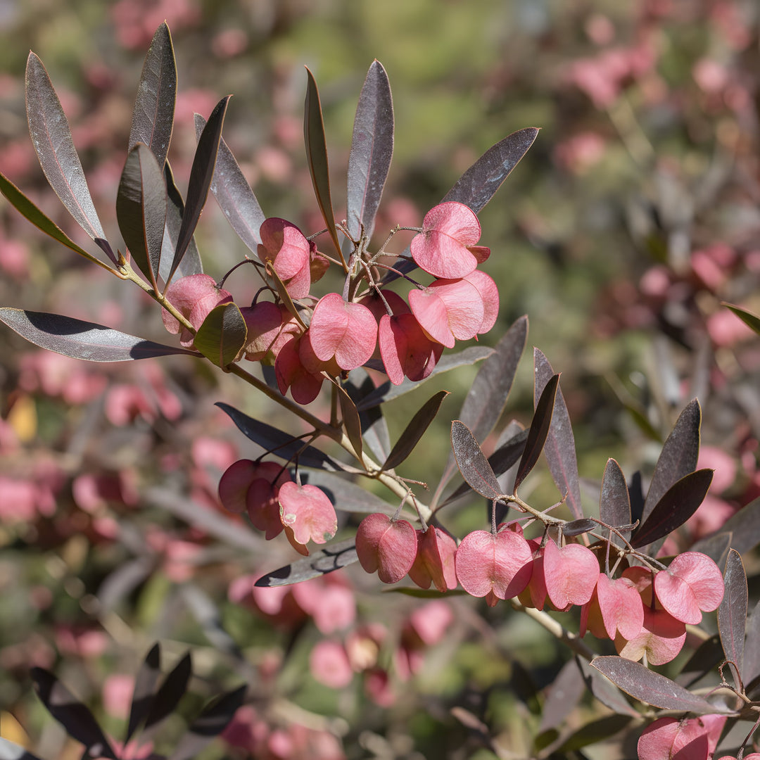 Dodonaea Viscosa 'Purpurea' 140mm Pot for sale Adelaide Plant Co