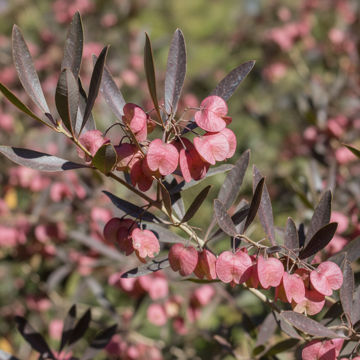 Dodonaea Viscosa 'Purpurea'