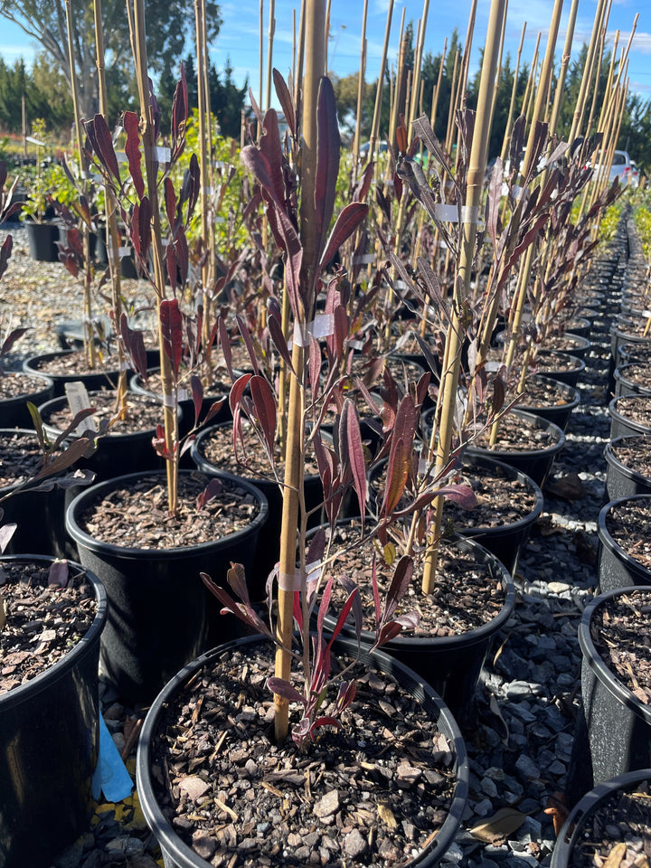 Dodonaea Viscosa 'Purpurea'