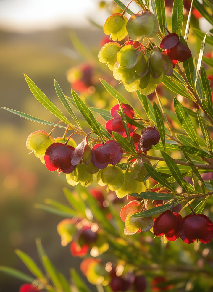 Dodonaea Viscosa for sale Adelaide Plant Co