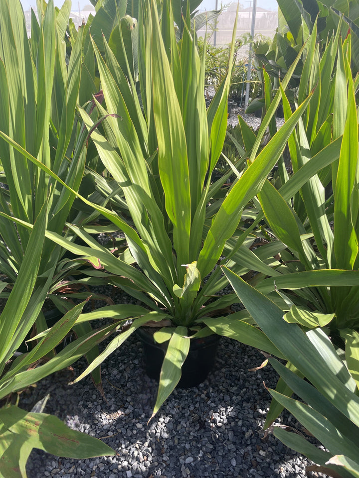 Doryanthes Excelsa 300mm Pot for sale Adelaide Plant Co
