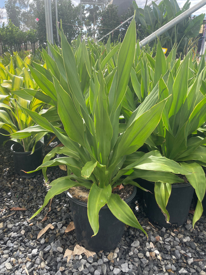 Doryanthes palmeri 250mm Pot for sale Adelaide Plant Co