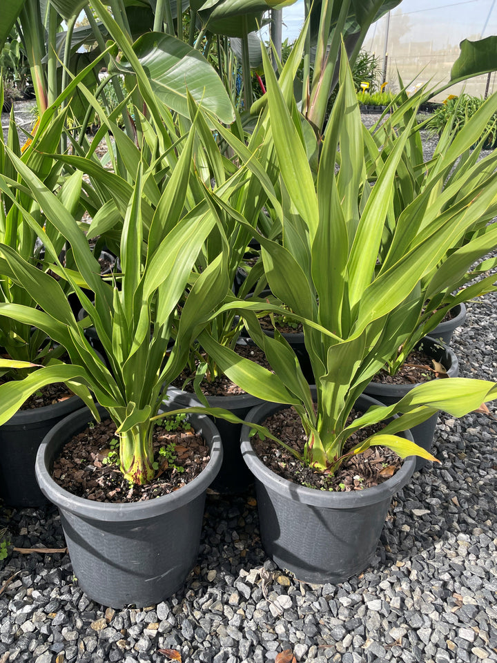 Doryanthes palmeri 300mm Pot for sale Adelaide Plant Co