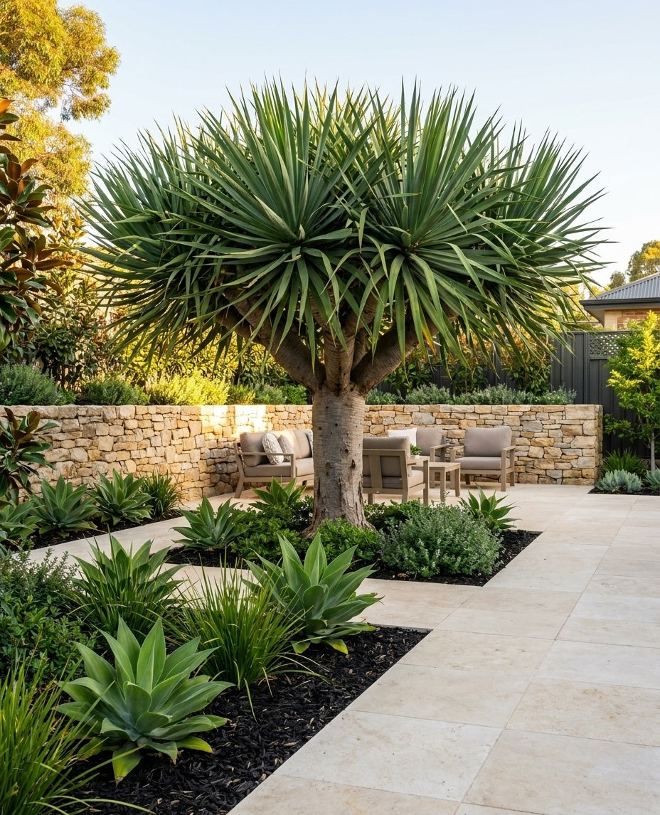 Dracaena draco shading a paved courtyard with outdoor seating beneath it in an Adelaide garden.