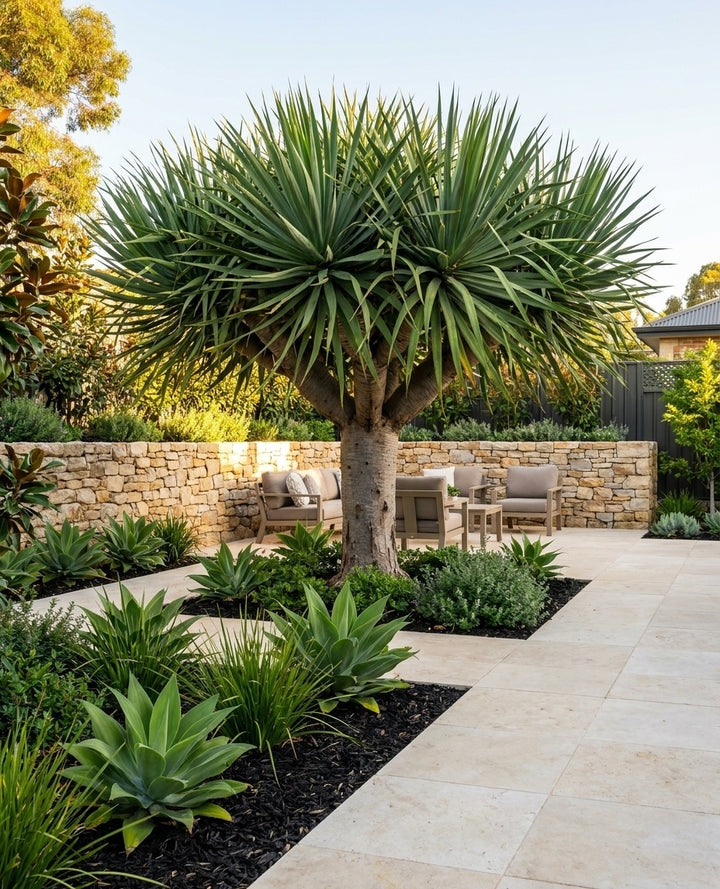 Dracaena draco shading a paved courtyard with outdoor seating beneath it in an Adelaide garden.