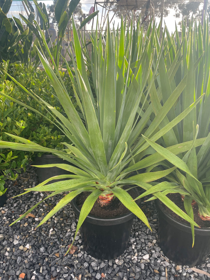 Dracaena draco 300mm Pot for sale Adelaide Plant Co