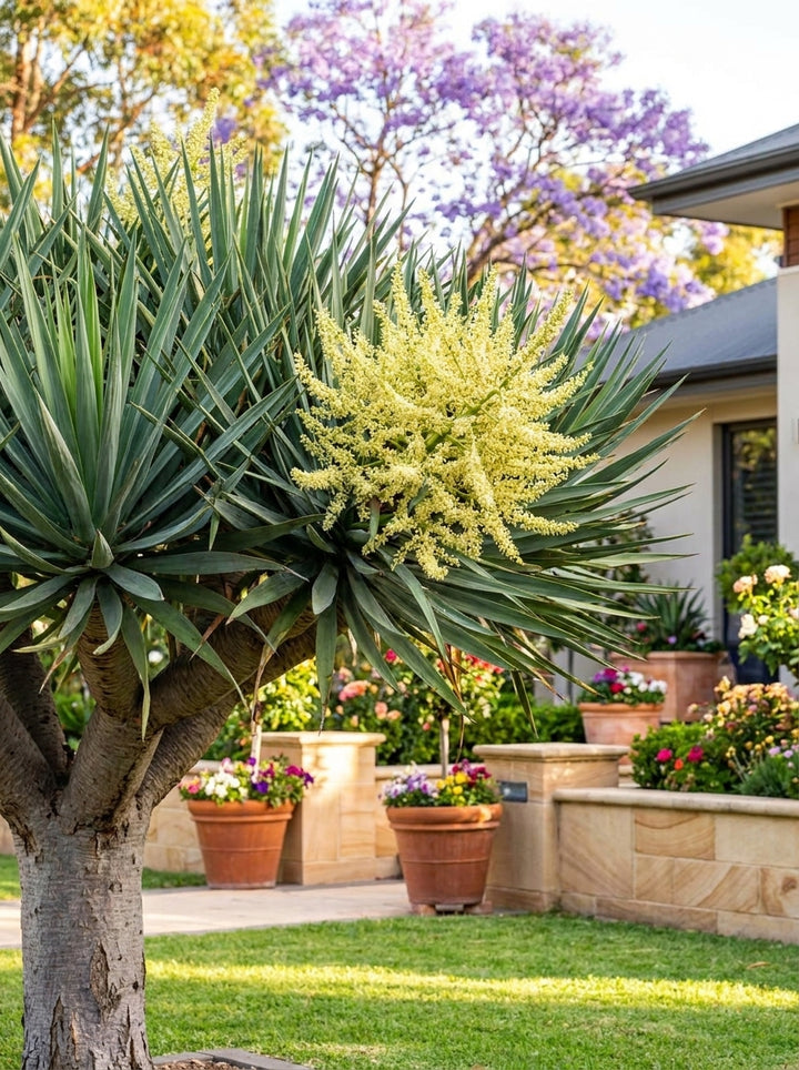 Dracaena draco 5L Pot for sale Adelaide Plant Co
