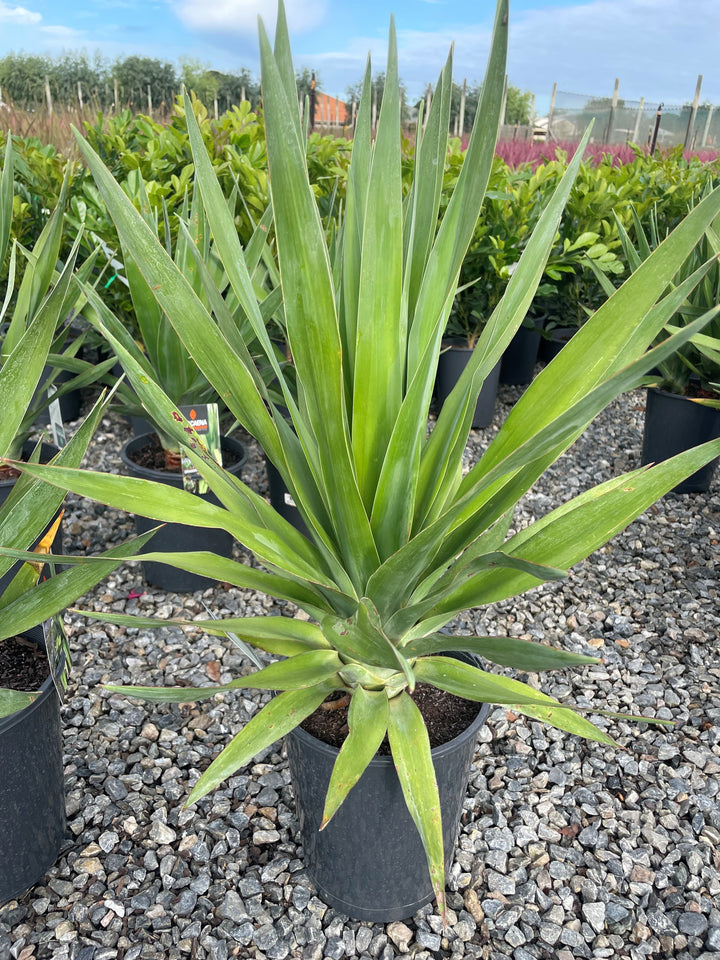 Dracaena draco 5L Pot for sale Adelaide Plant Co