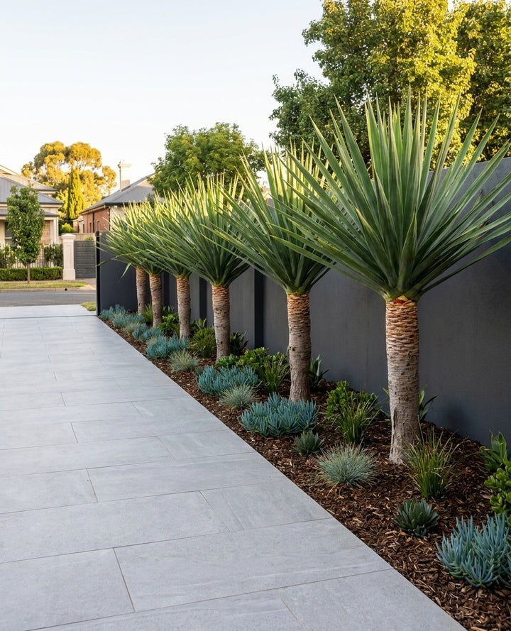 Dracaena draco planted as a row along a driveway edge in an Adelaide garden.