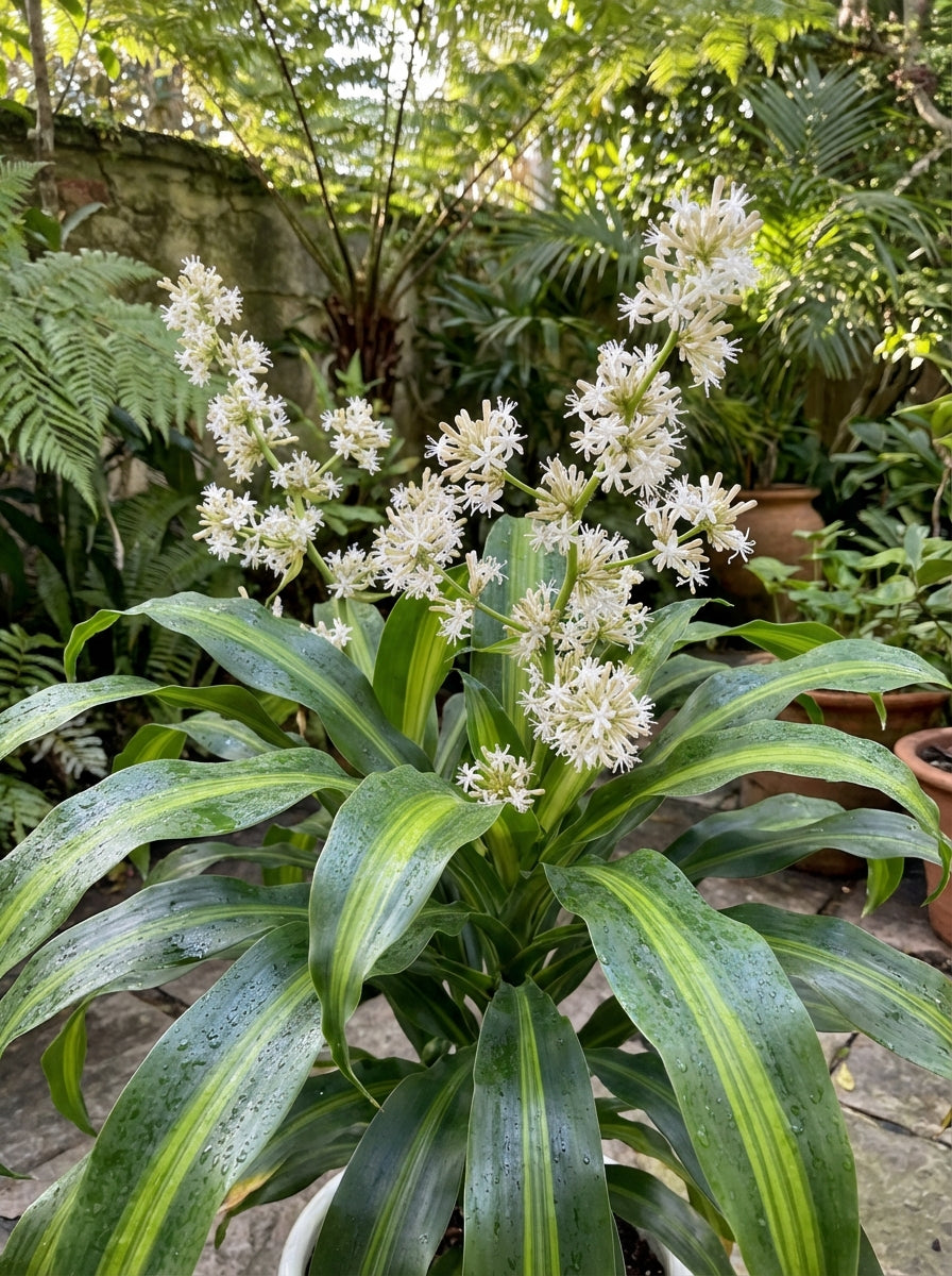 dracaena marley Buy Dracaena fragrans 'Marley' Corn Happy Plant