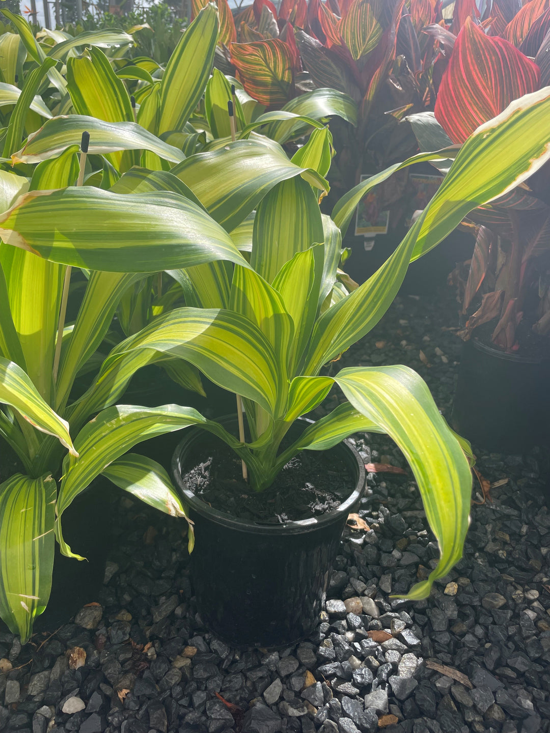 Dracaena fragrans &