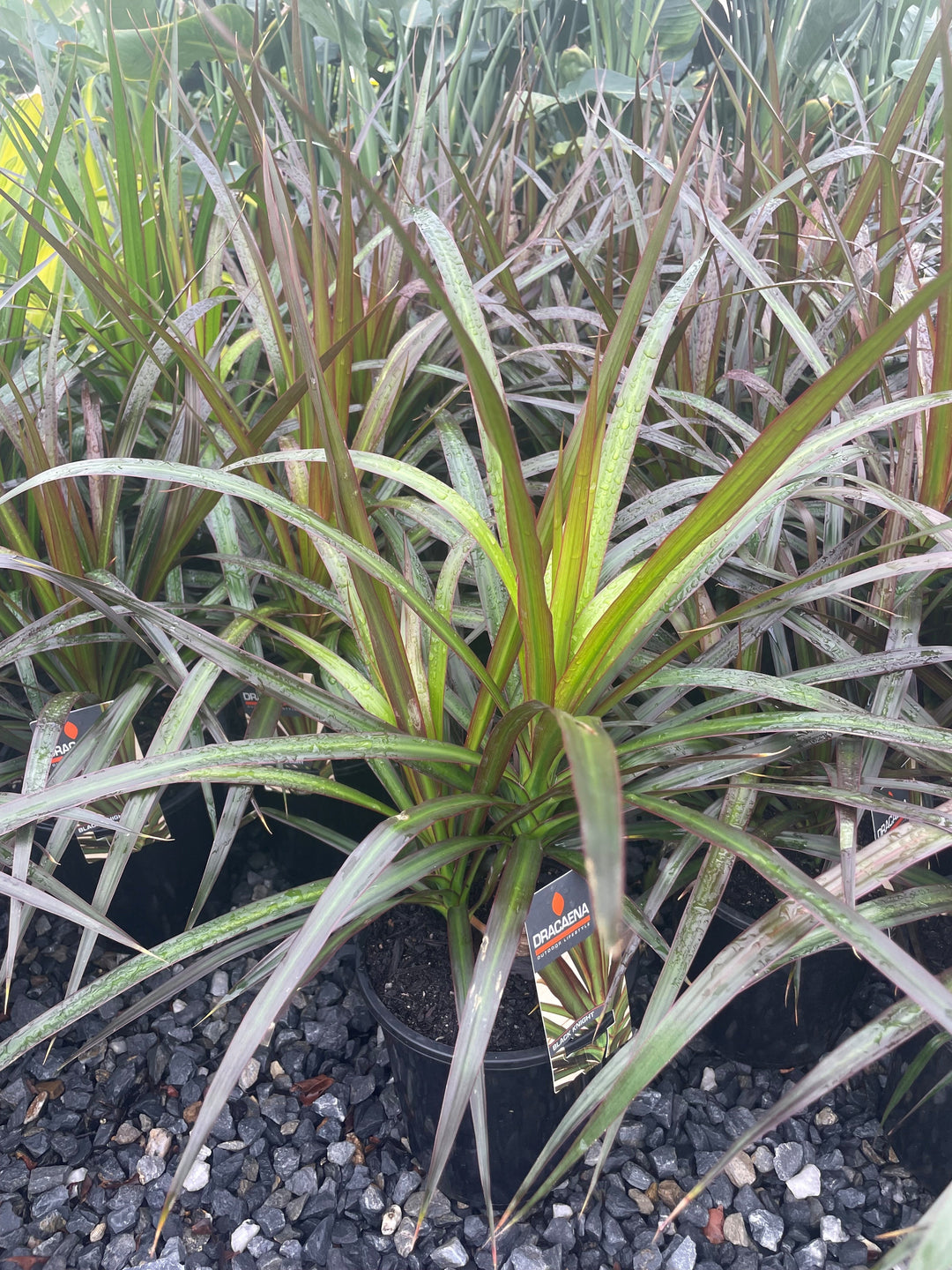 Dracaena marginata &