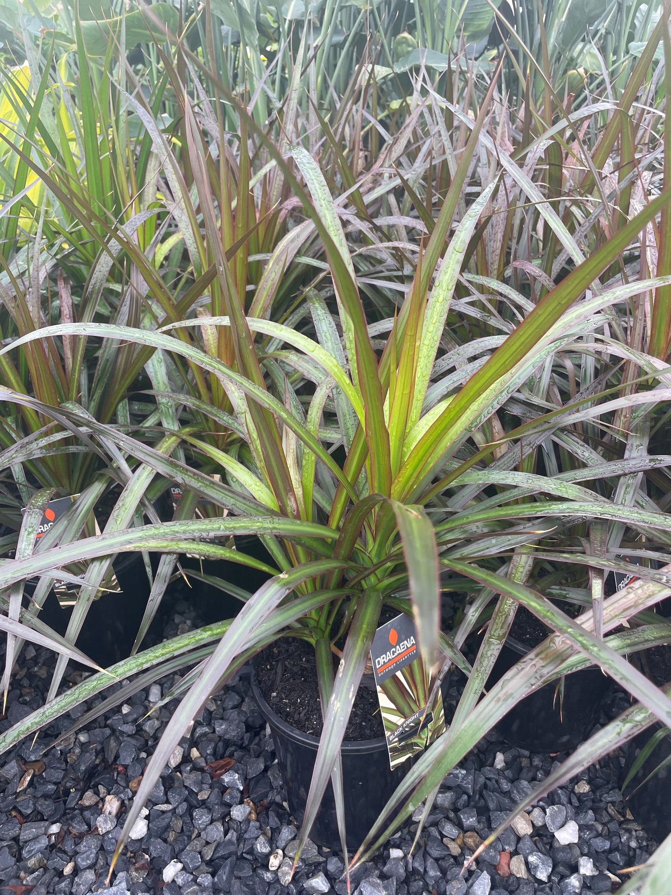 dracaena black knight Buy Dracaena marginata 'Black Knight' Dragon Tree
