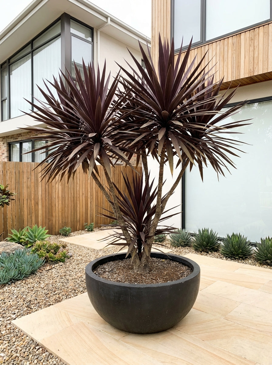 black dracaena Buy Dracaena marginata 'Black Knight' Dragon Tree