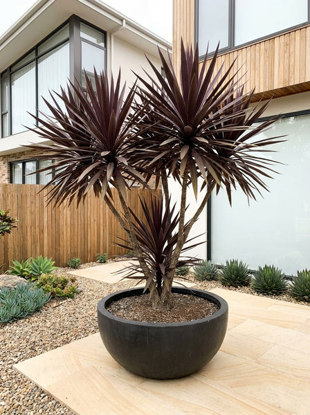 dracaena black knight care Buy Dracaena marginata 'Black Knight' Dragon Tree