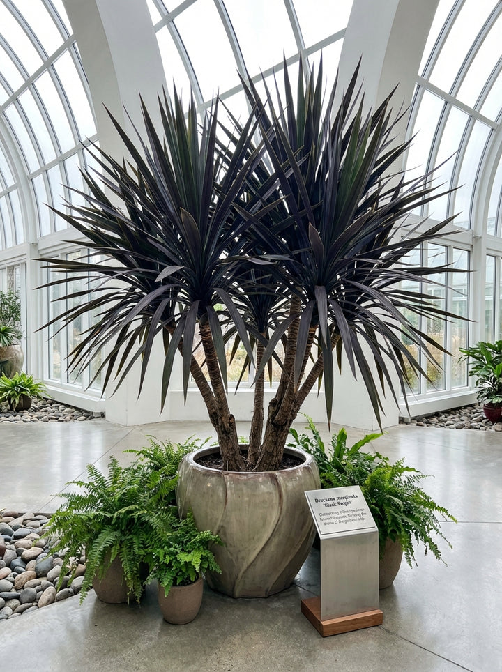 Dracaena marginata &