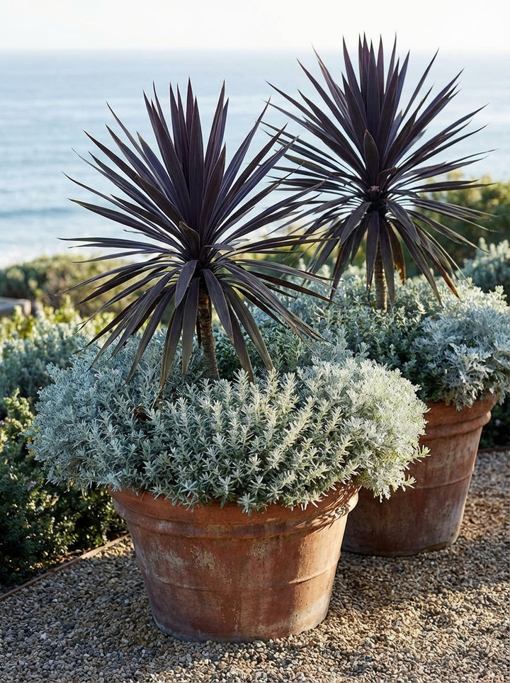 Dracaena marginata &