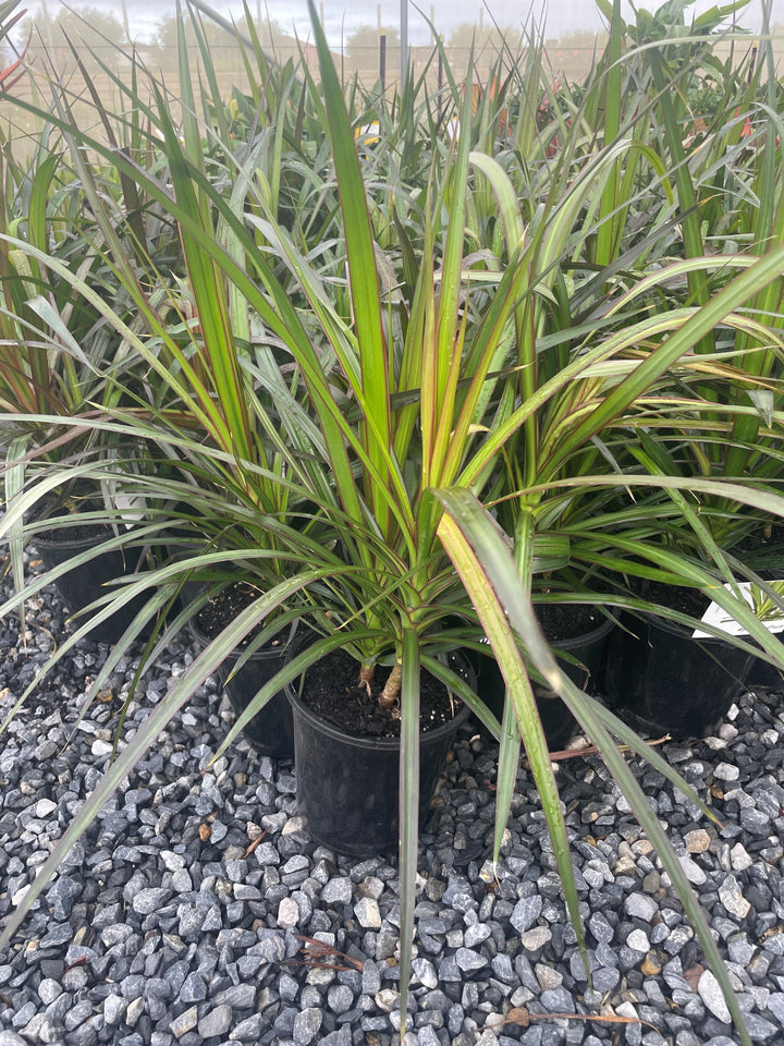Dracaena marginata for sale Adelaide Plant Co