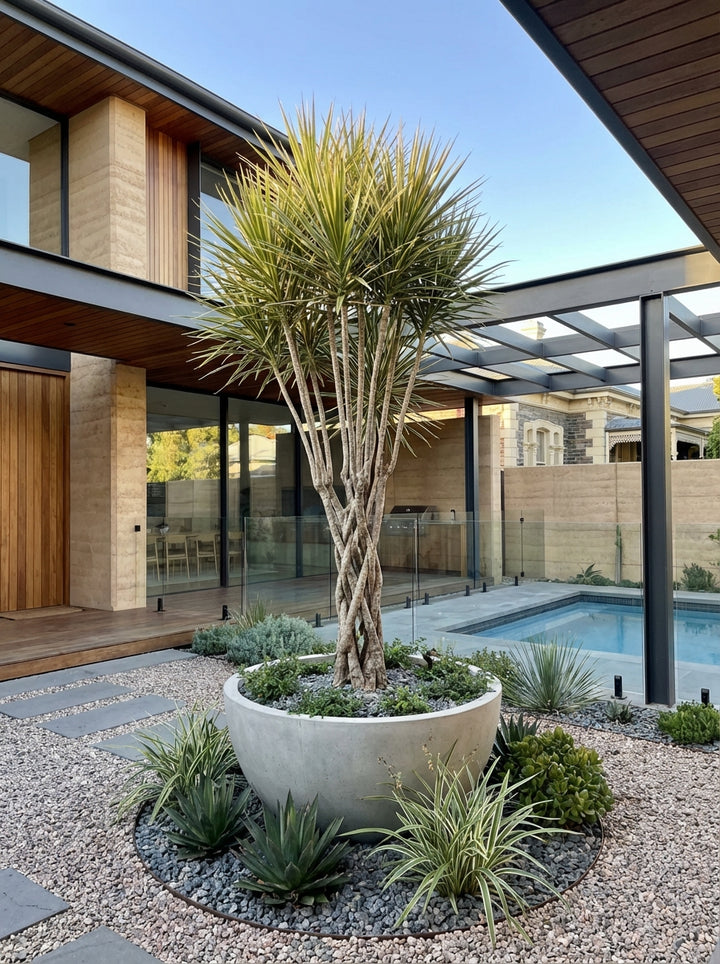 Dracaena marginata 170mm Pot for sale Adelaide Plant Co