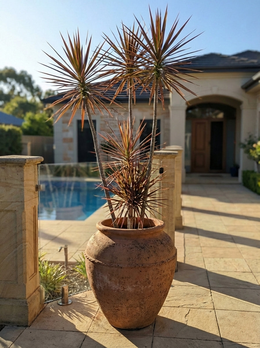 dracaena marginata outdoors australia Buy Dracaena marginata Madagascar Dragon Tree