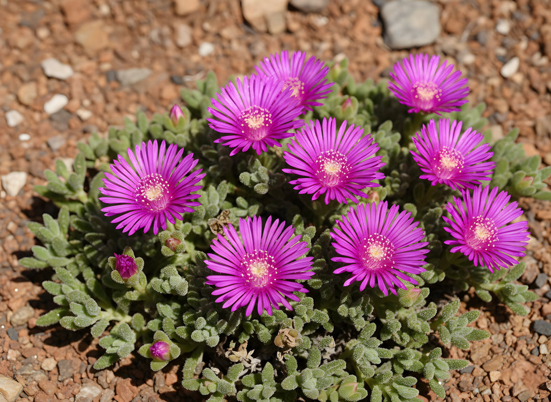 Drosanthemum Hispidum 140mm Pot for sale Adelaide Plant Co