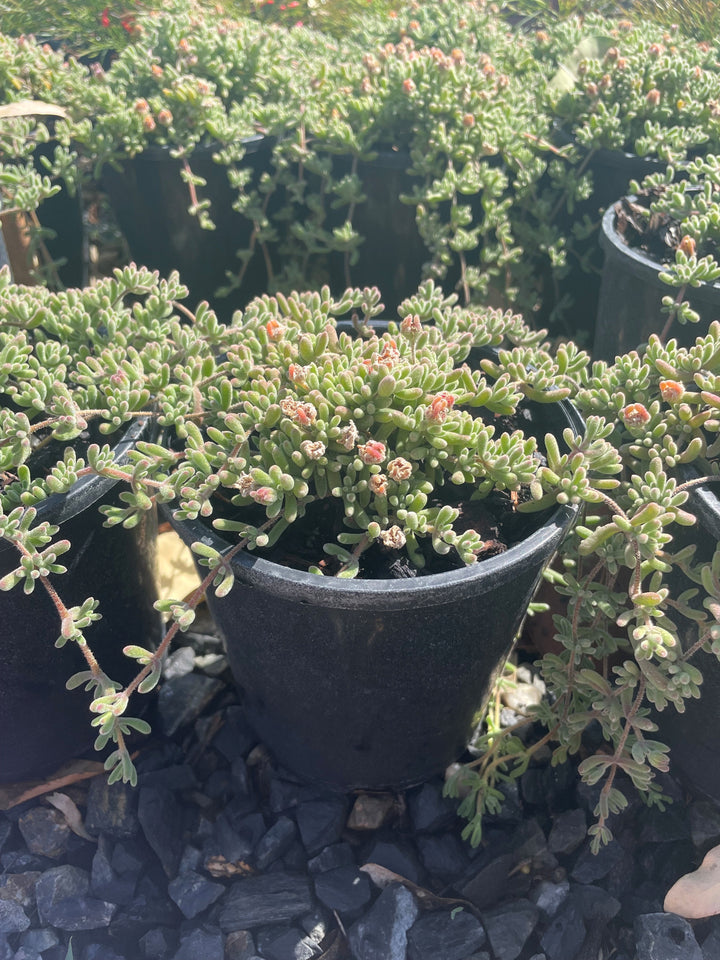 Drosanthemum Hispidum for sale Adelaide Plant Co