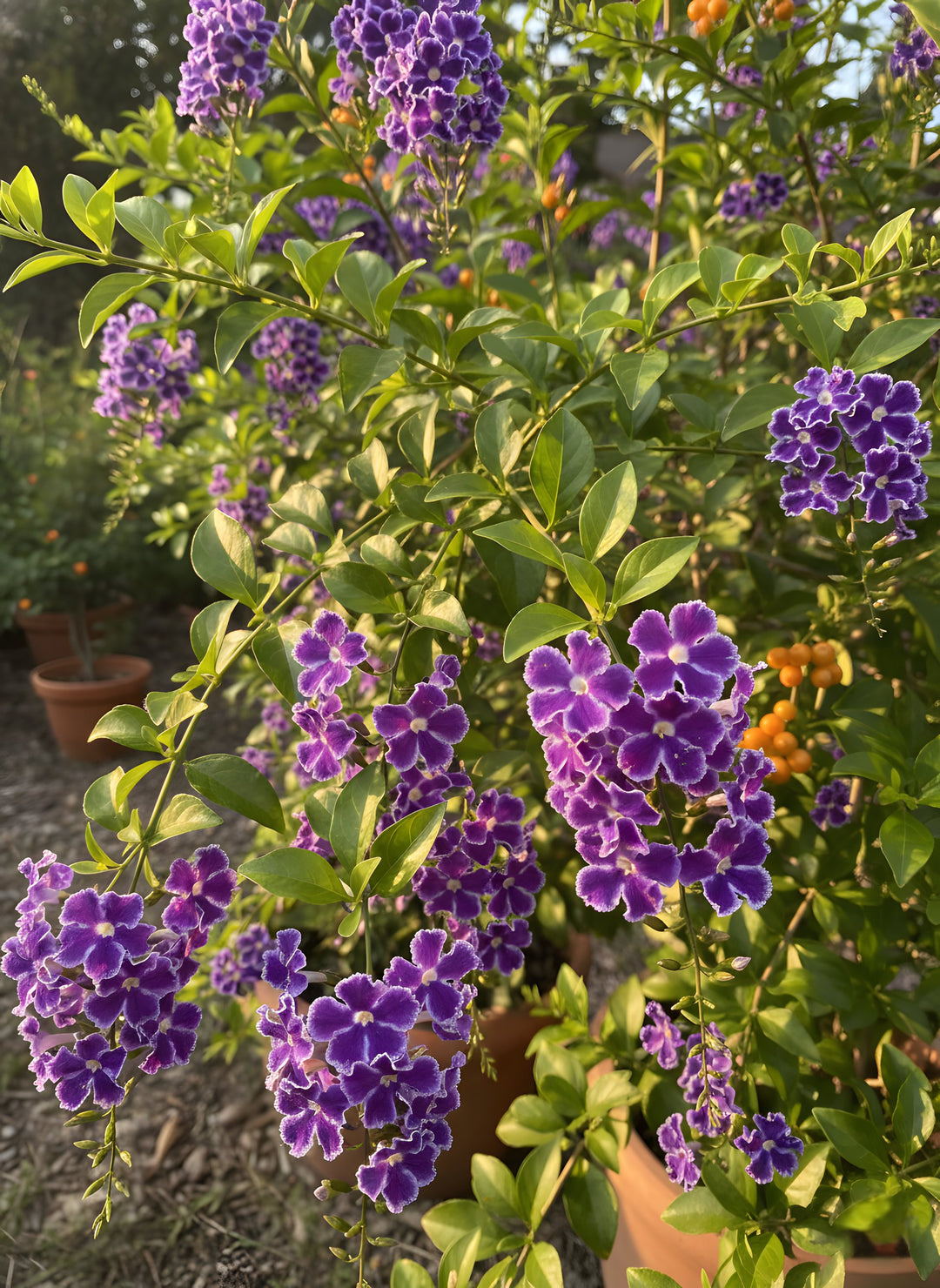 Duranta Repens 'Geisha Girl' 140mm Pot for sale Adelaide Plant Co