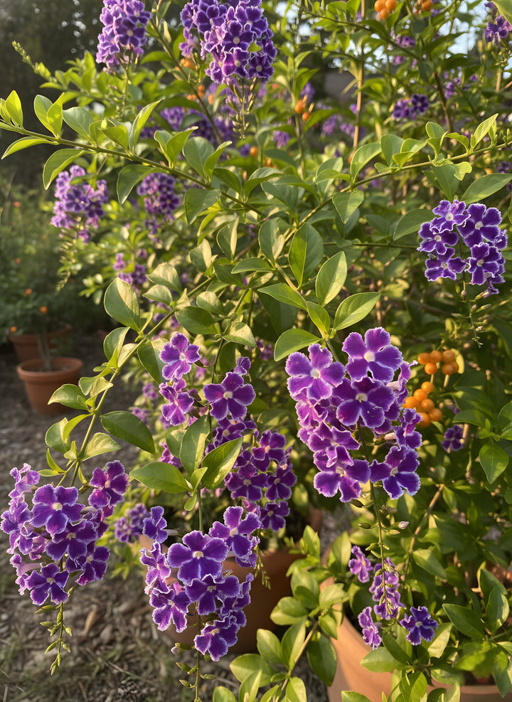 Duranta Repens &
