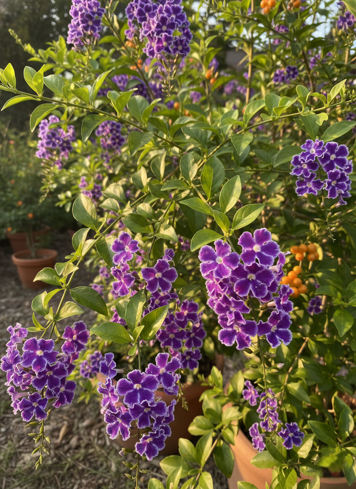 Duranta Repens &