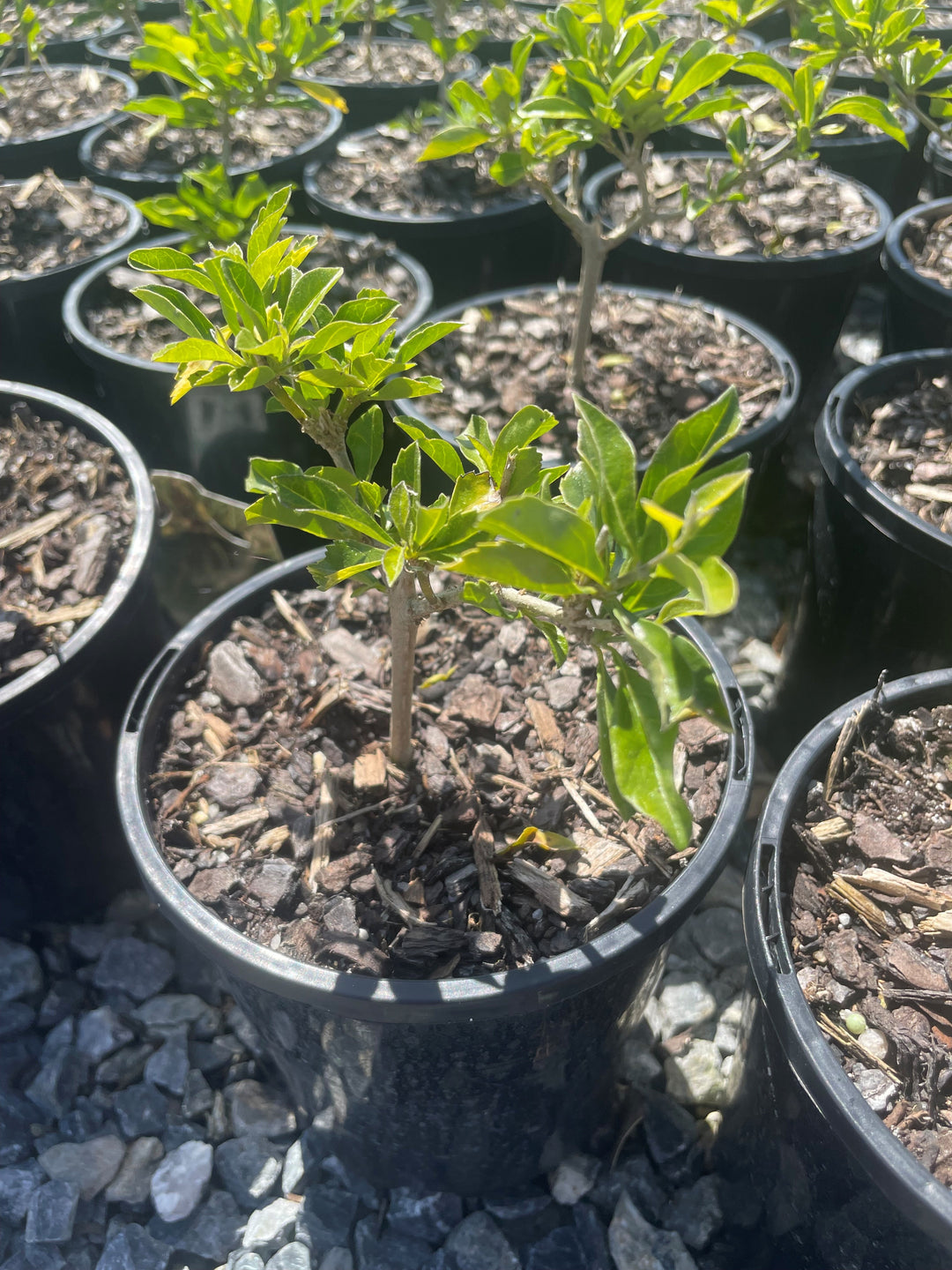 Duranta Repens &