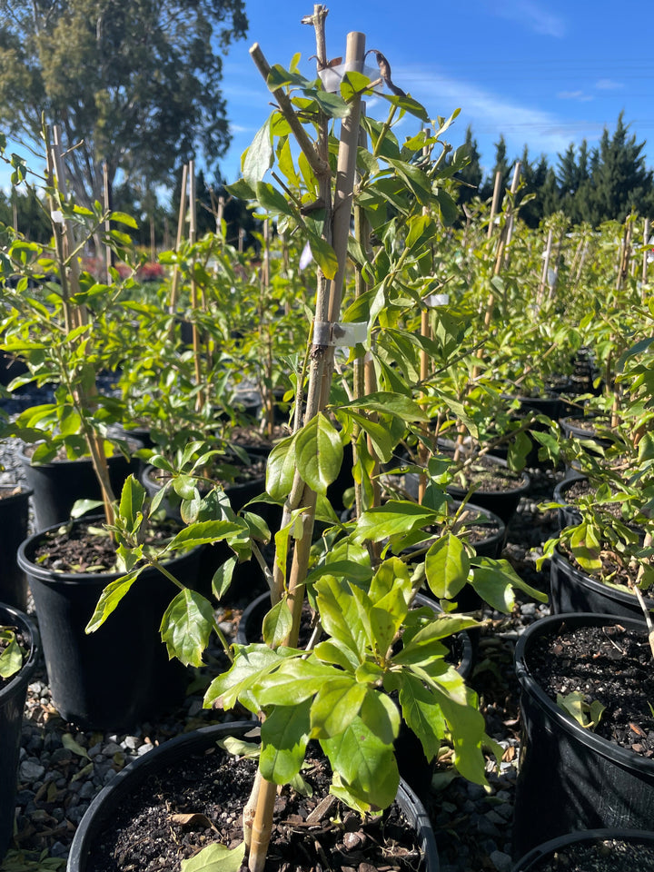 Duranta Repens &