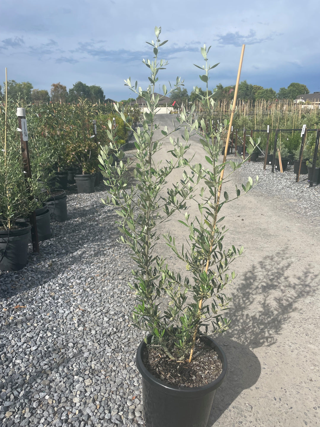 OLIVE / Olea europaea &