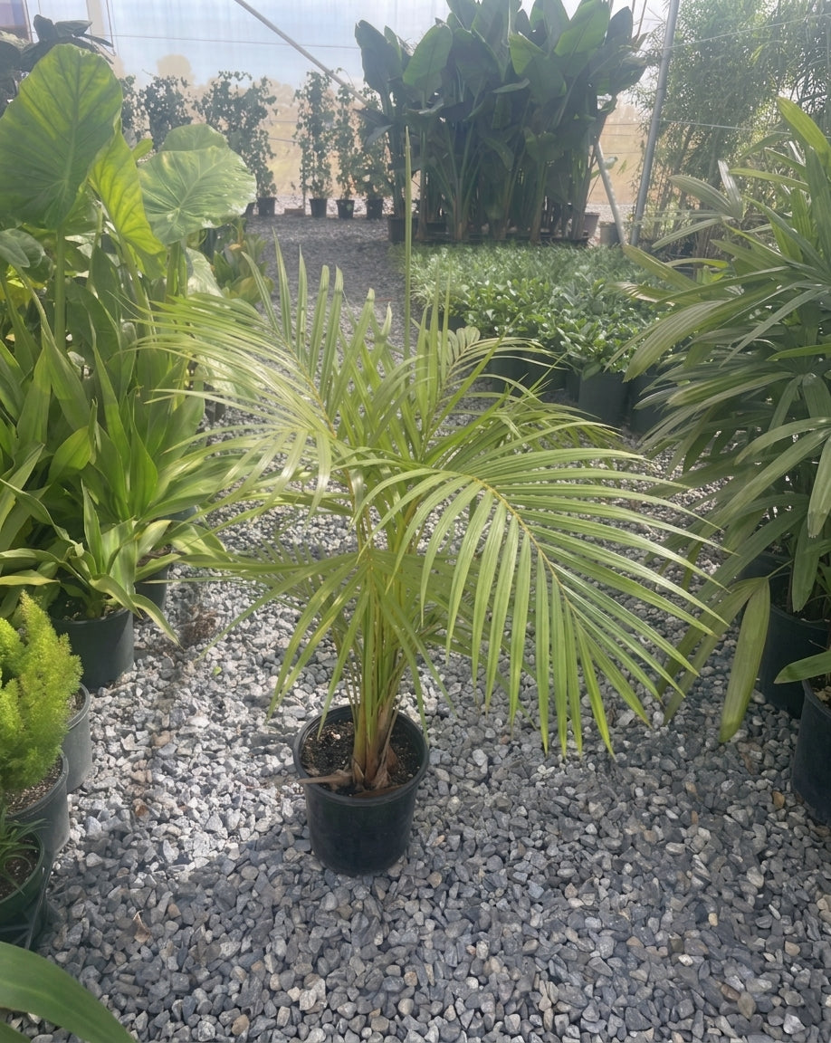 Dypsis Lutescens 200mm Pot for sale Adelaide Plant Co