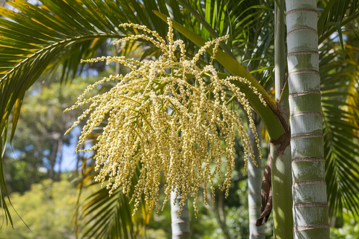 Dypsis Lutescens 5L Pot for sale Adelaide Plant Co