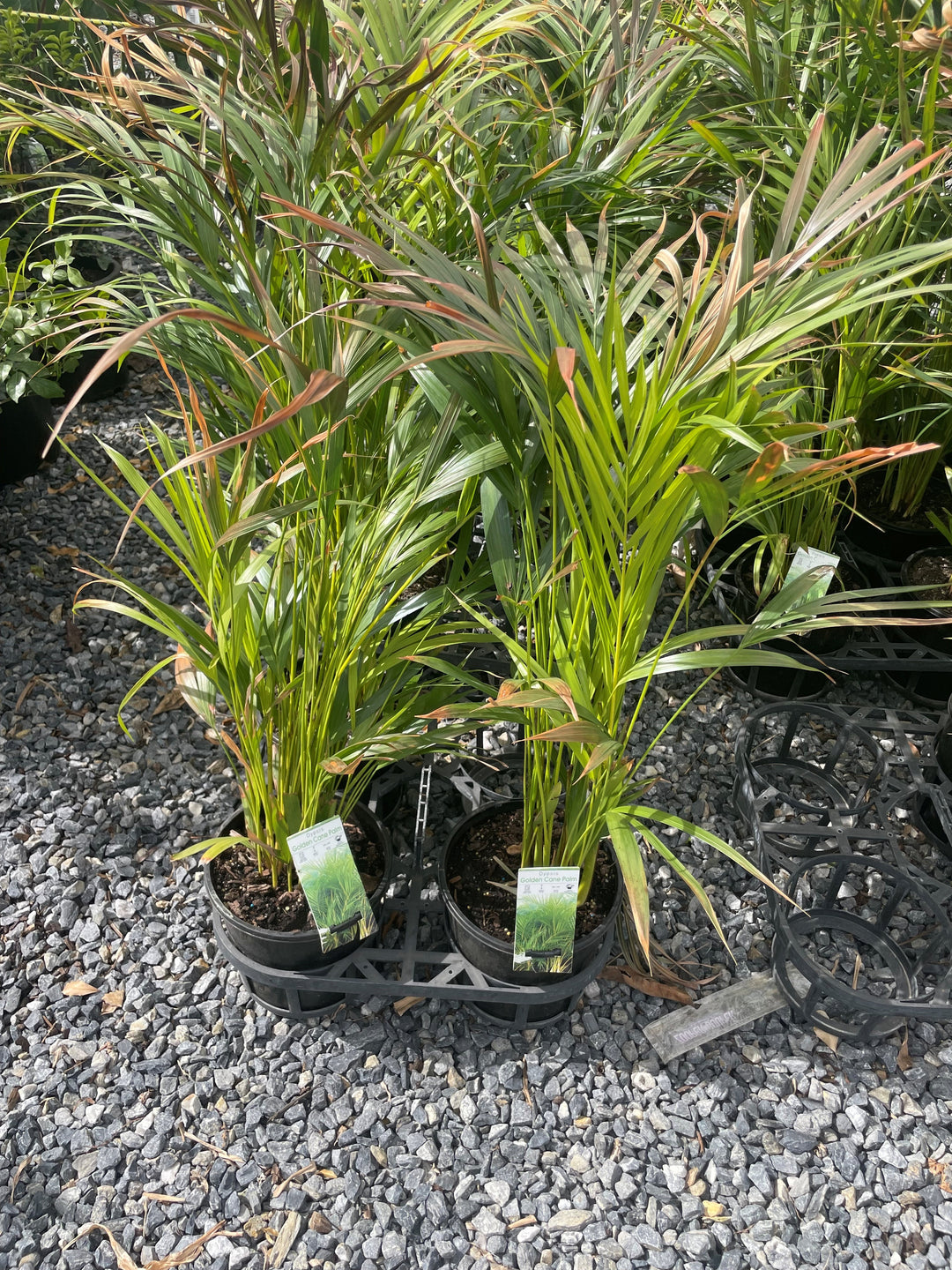 Dypsis Lutescens 5L Pot for sale Adelaide Plant Co