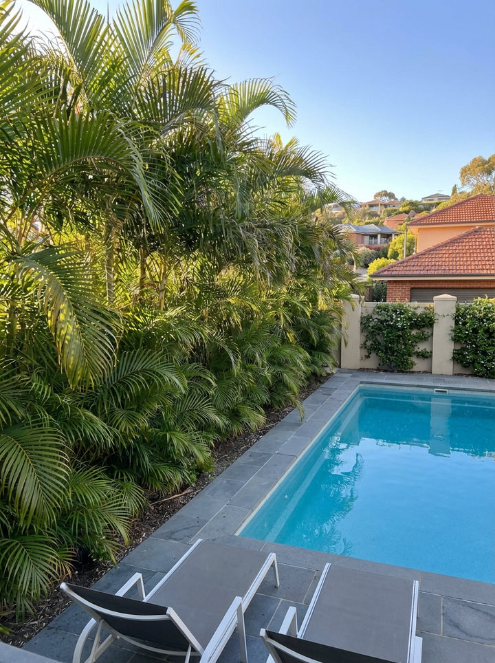 Dypsis Lutescens 5L Pot for sale Adelaide Plant Co