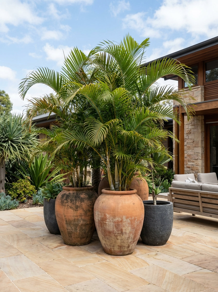 are golden cane palms toxic to cats Buy Dypsis lutescens Areca Golden Cane Yellow Palm