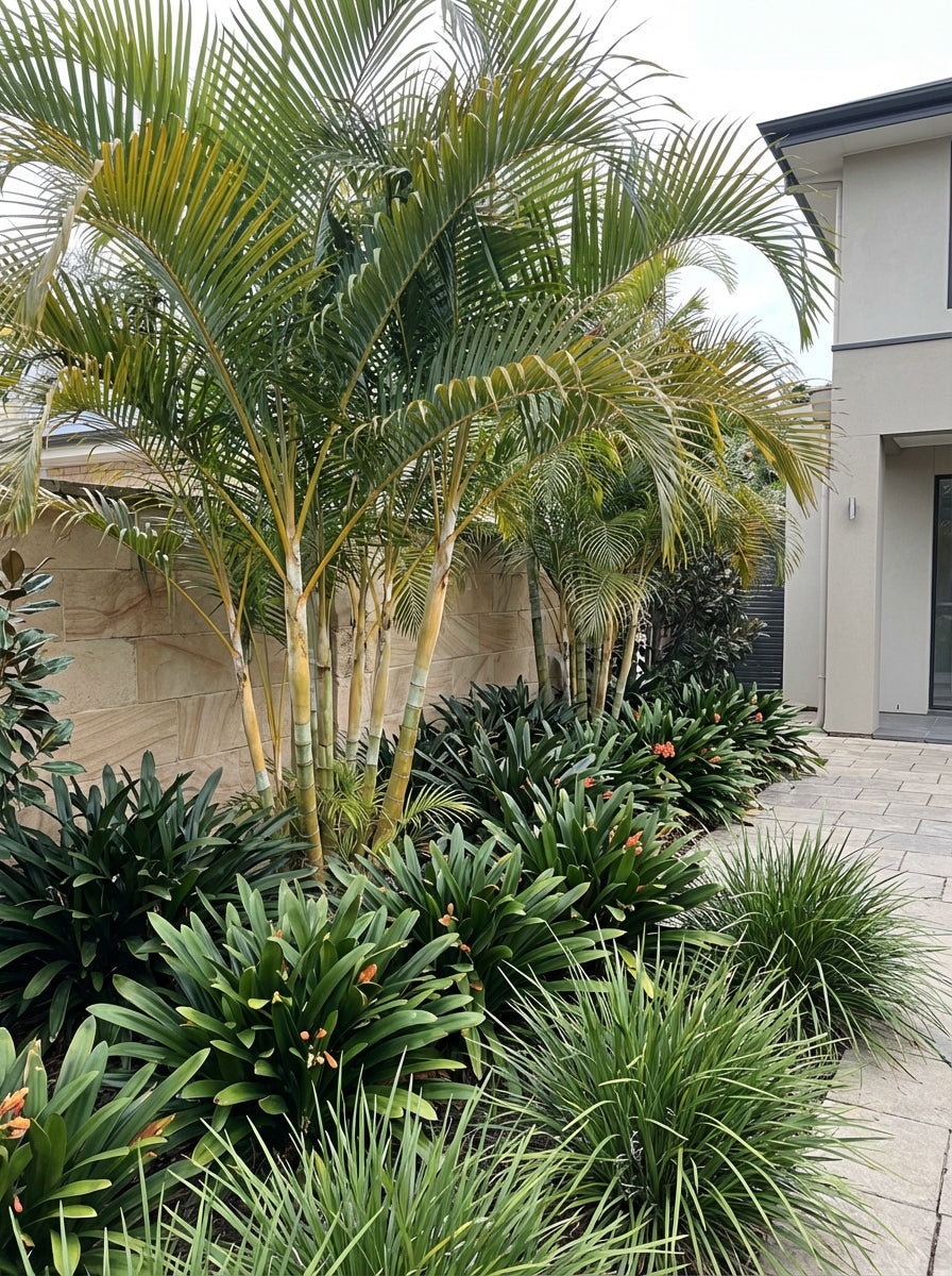 areca palm adelaide Buy Dypsis lutescens Areca Golden Cane Yellow Palm