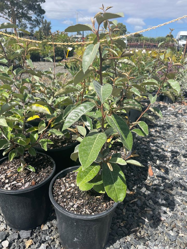 Elaeagnus x Ebbingei &