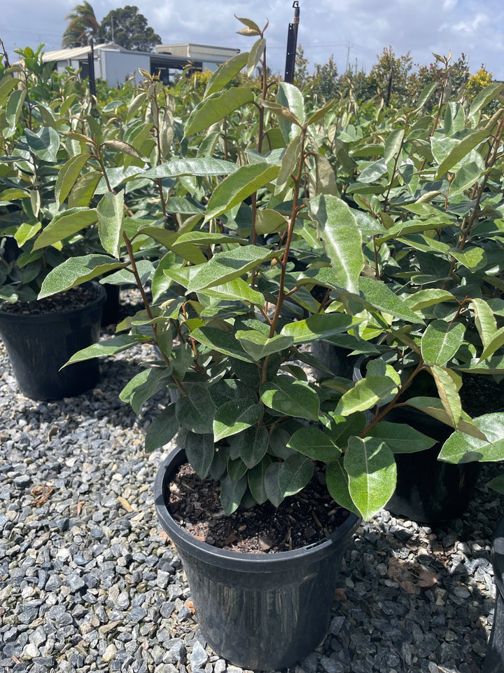 Elaeagnus x Ebbingei &