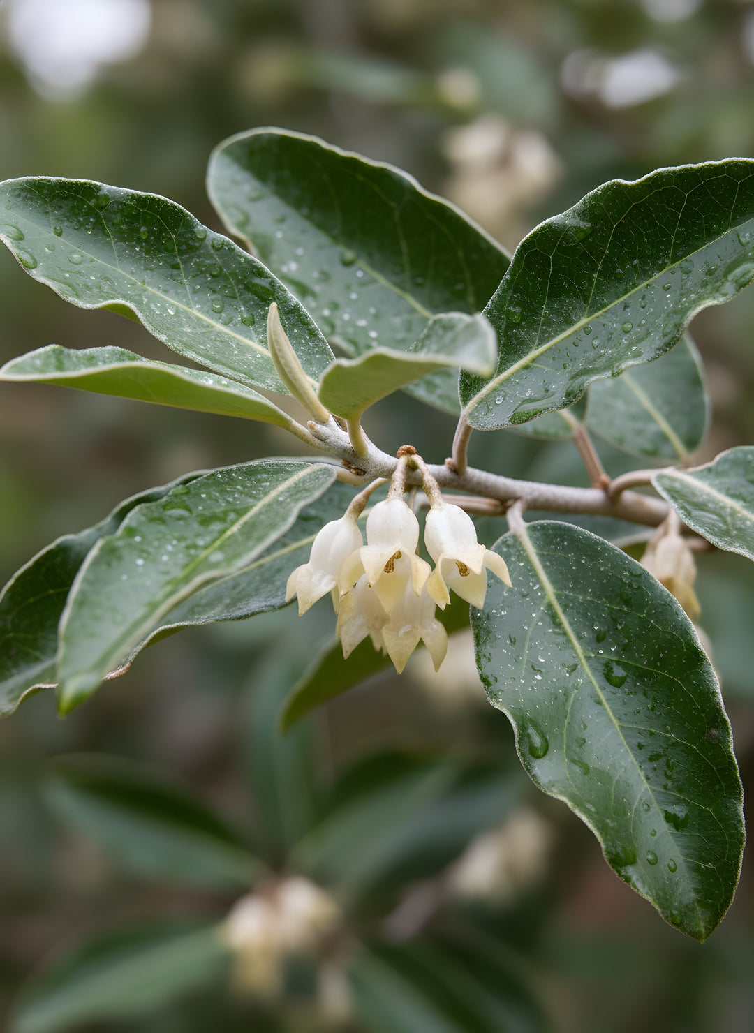 Elaeagnus x Ebbingei 'Ebbings Silverberry' 200mm Pot for sale Adelaide Plant Co