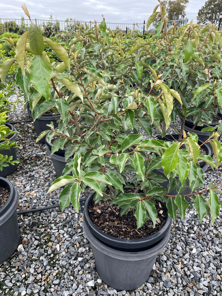 Elaeagnus x Ebbingei 'Ebbings Silverberry'
