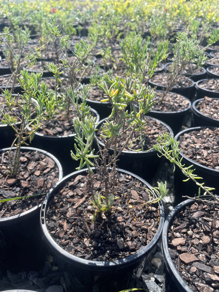 Enchylaena tomentosa for sale Adelaide Plant Co
