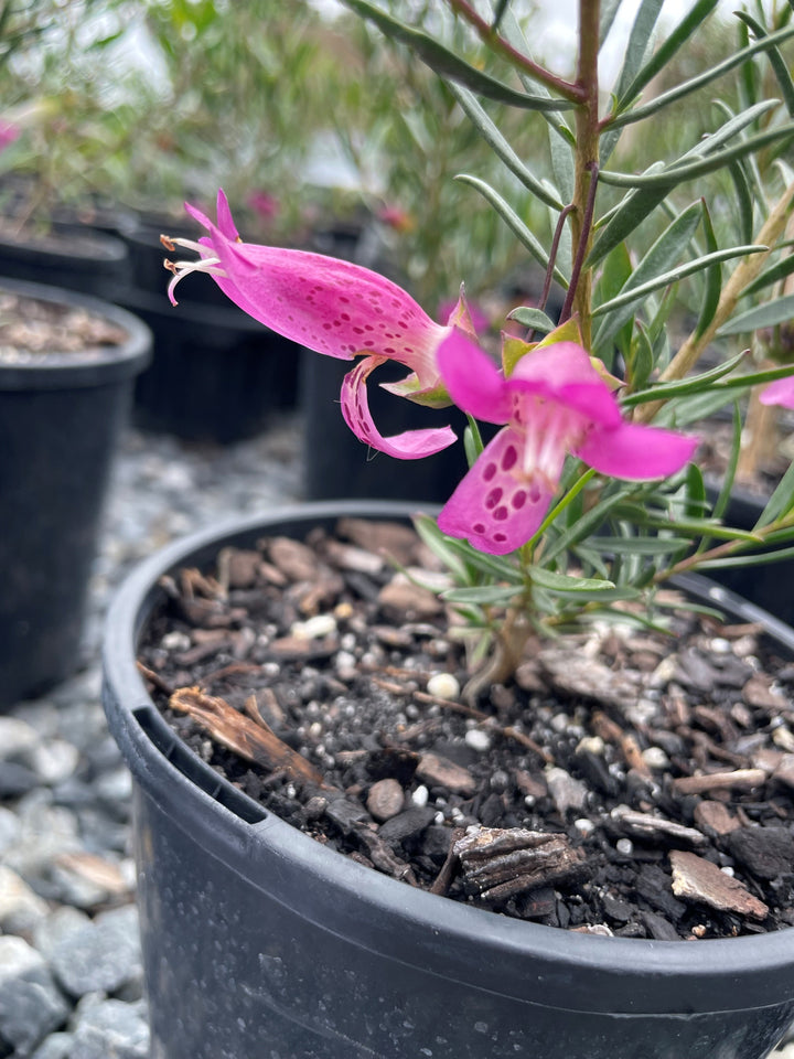 Eremophila Alternifolia x Maculata 'Wildberry'