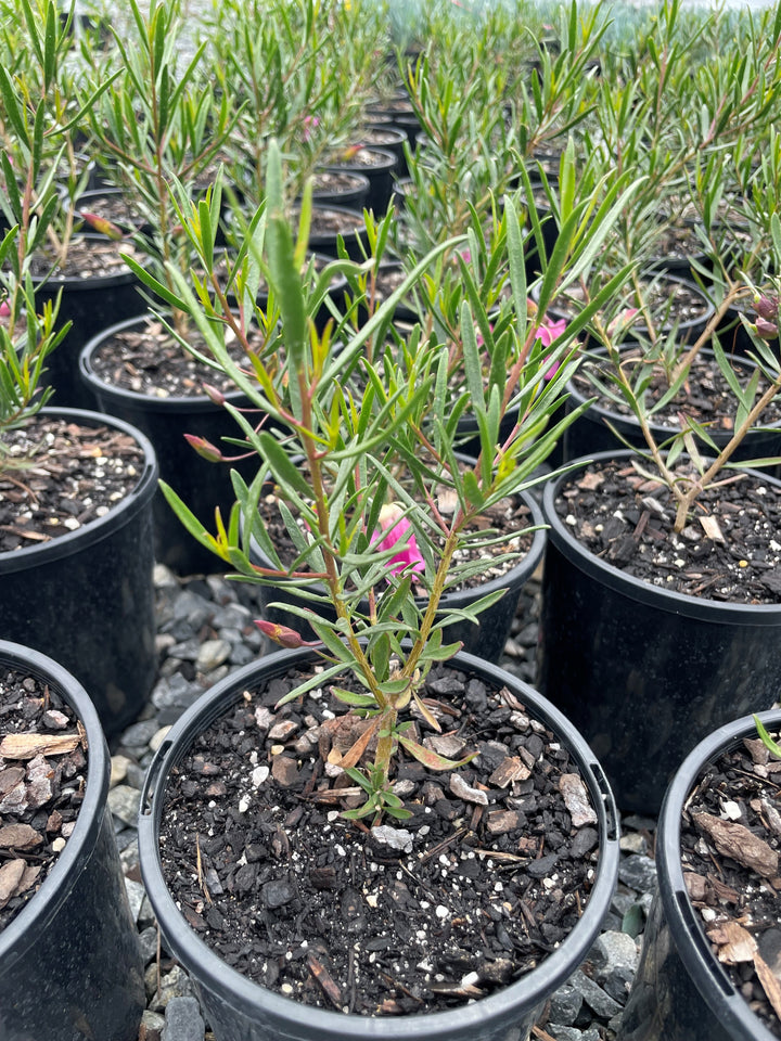 Eremophila Alternifolia x Maculata 'Wildberry'