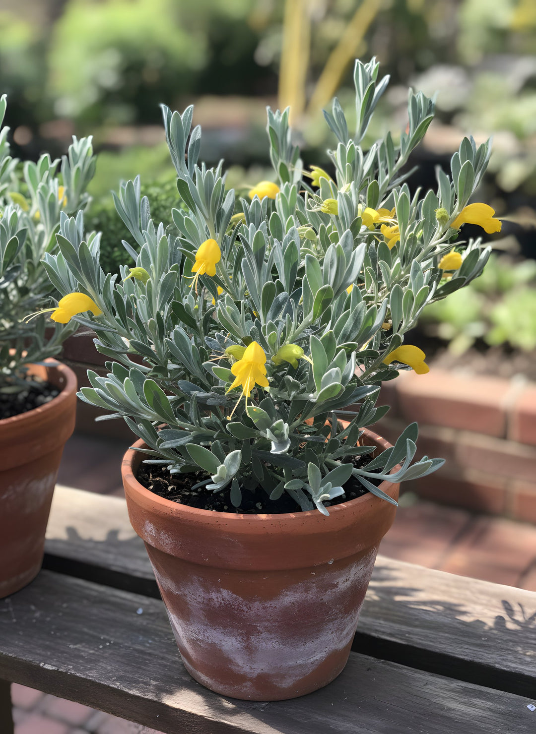 Eremophila Glabra 'Bev Rice' 140mm Pot for sale Adelaide Plant Co