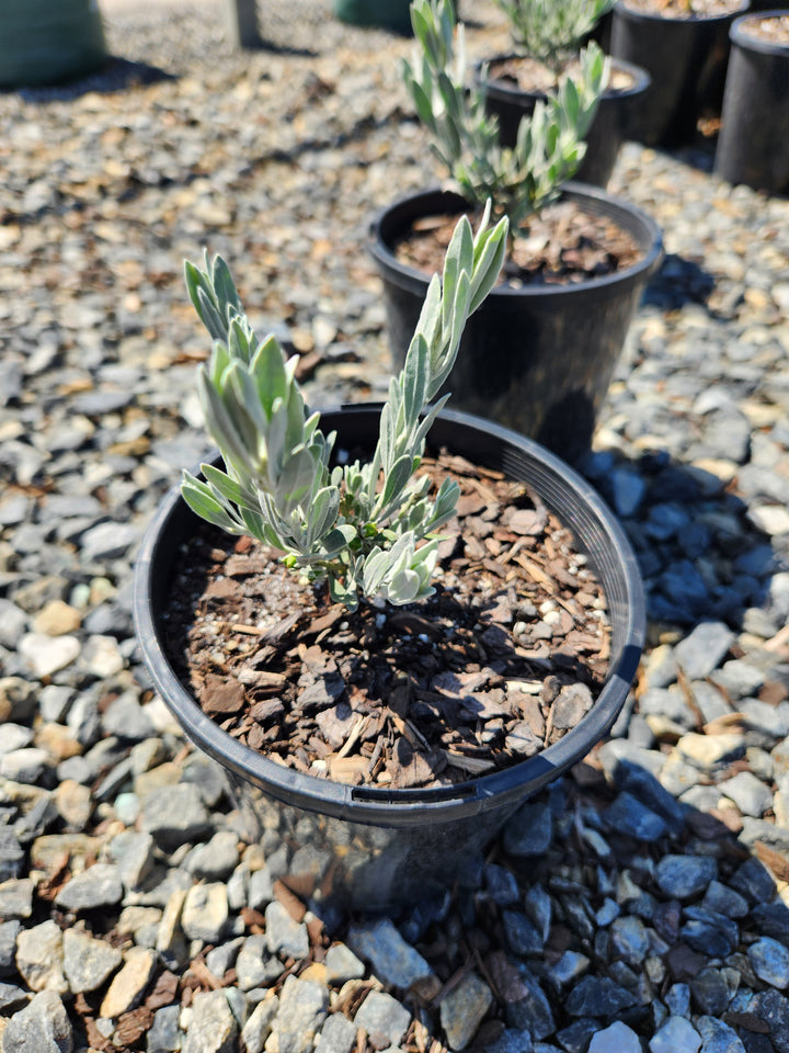 Eremophila Glabra &